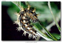 Sivun Polygonia kuva