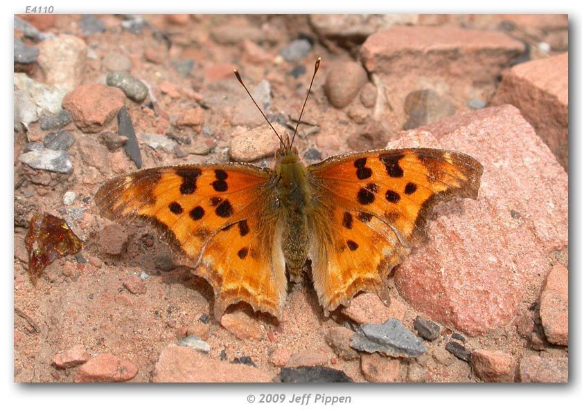 Слика од Polygonia