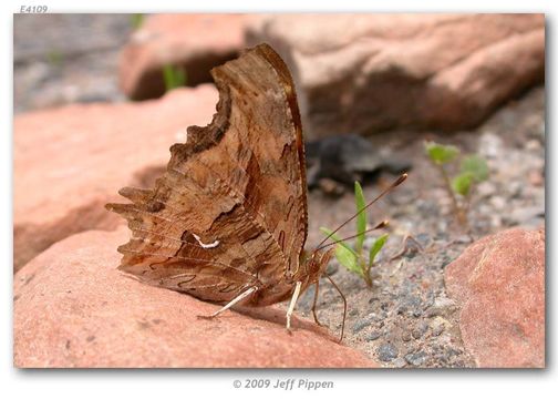 Слика од Polygonia