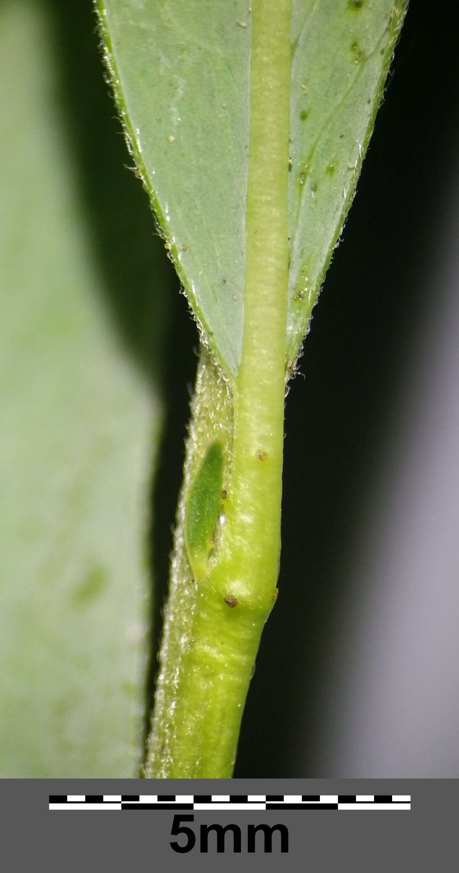 Image of creeping willow