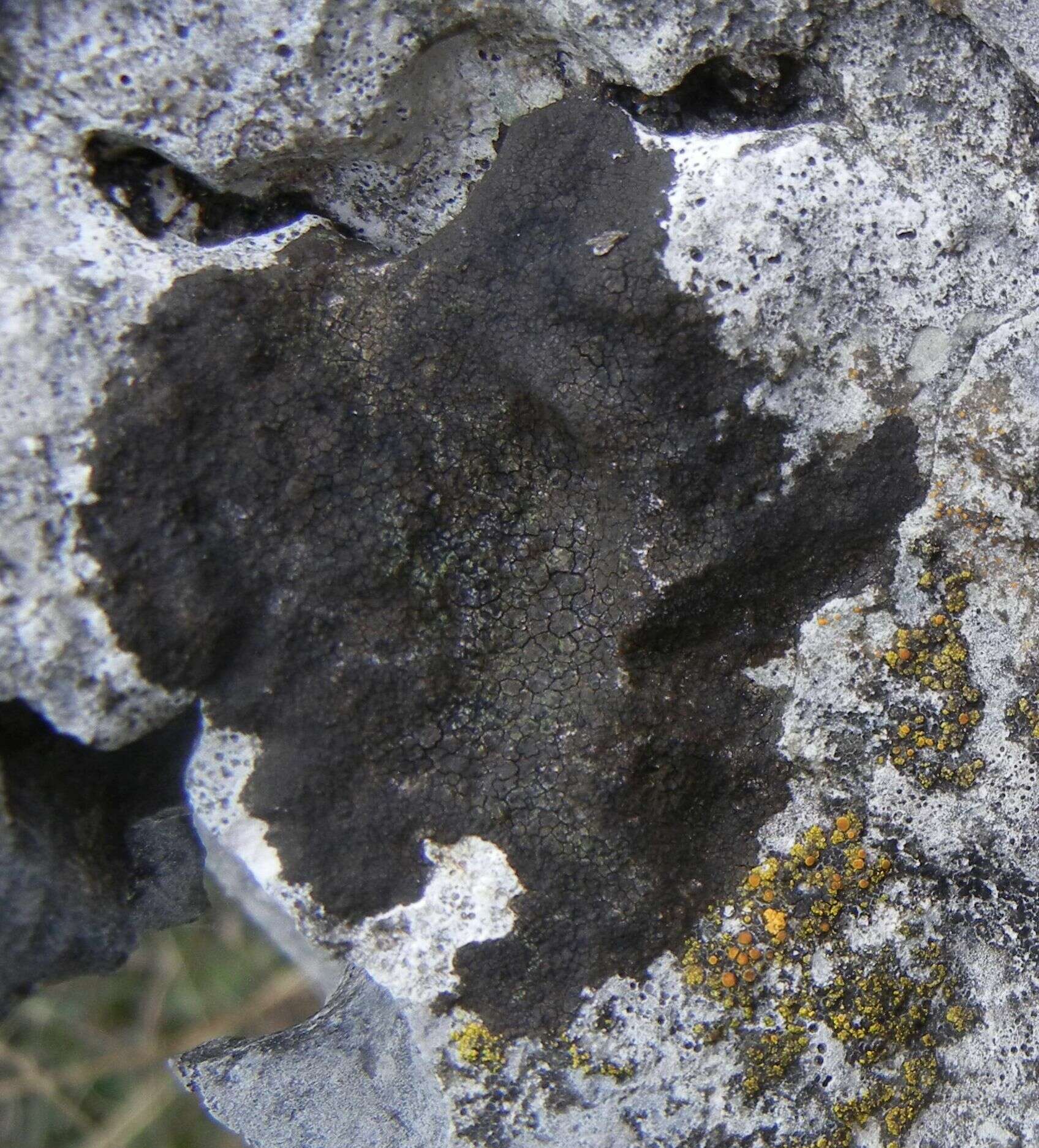 Image of wart lichen