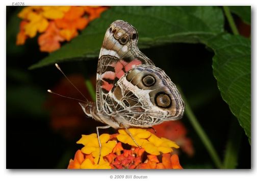 Image of American Lady