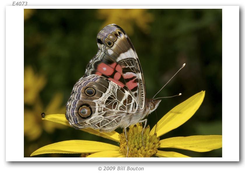 Image of American Lady