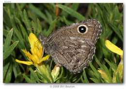 Image of Small Wood Nymph