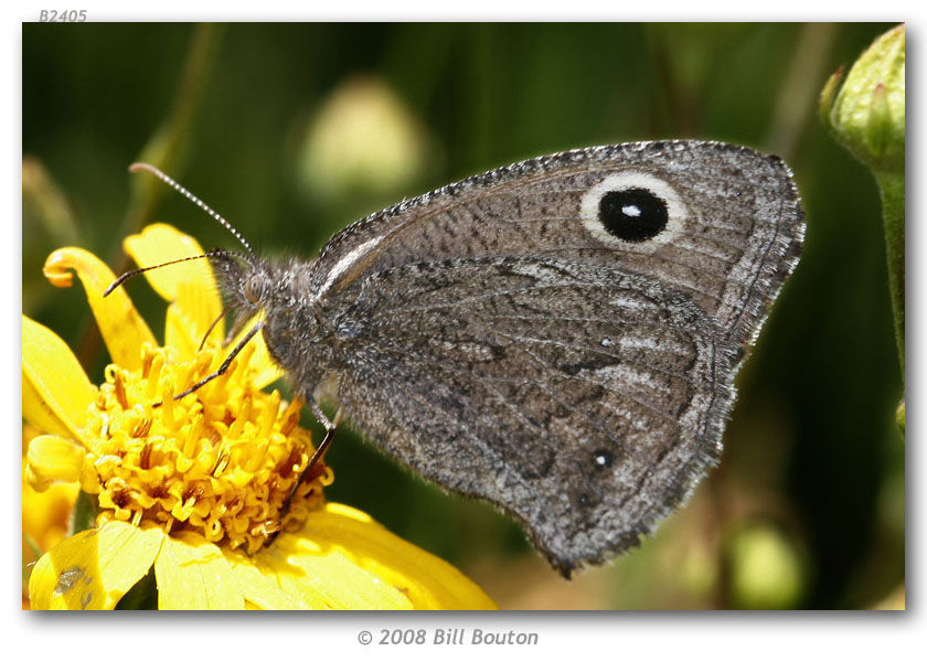 Image of Small Wood Nymph