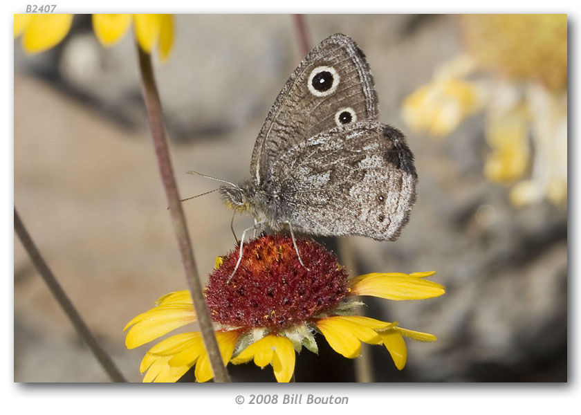 Image of Small Wood Nymph