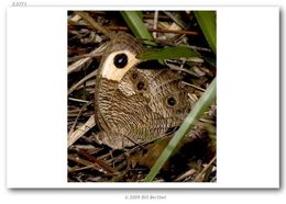 Image of Common Wood Nymph