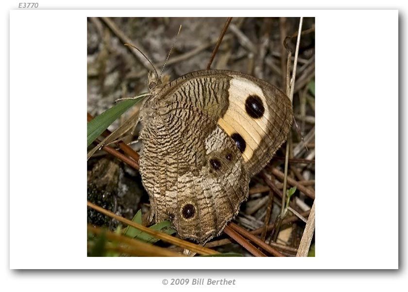 Image of Common Wood Nymph