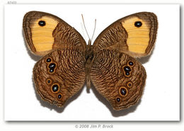 Image of Common Wood Nymph