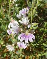 Imagem de Scaevola parvibarbata R. C. Carolin