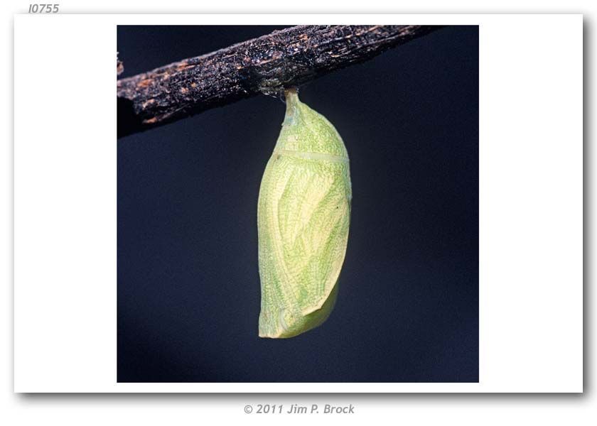 Image of Common Wood Nymph