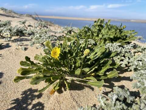 Image de Malacothrix incana (Nutt.) Torr. & A. Gray