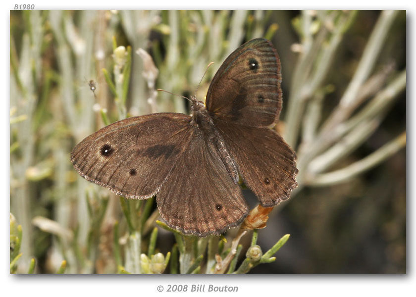 Image of Great Basin Wood Nymph