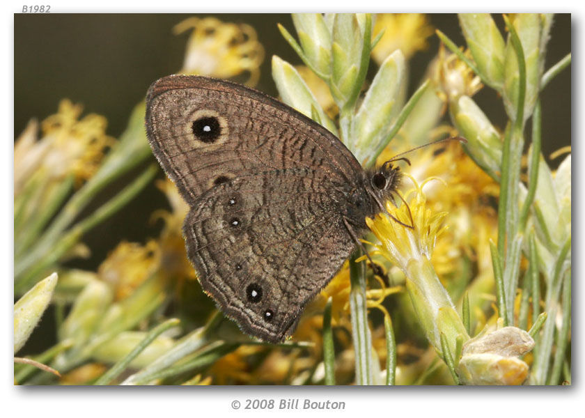 Image of Great Basin Wood Nymph