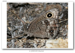 Image of Great Basin Wood Nymph