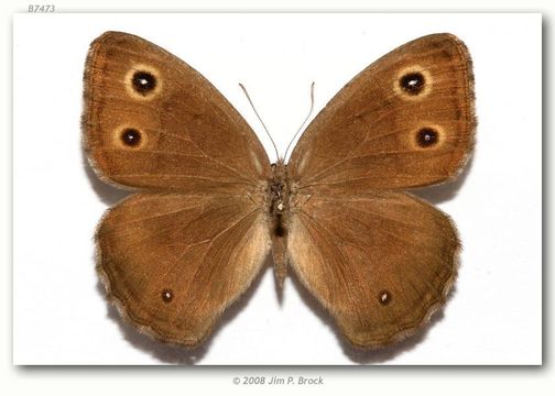 Image of Great Basin Wood Nymph