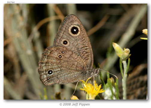 Image of Great Basin Wood Nymph