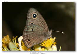 Image of Wood Nymphs