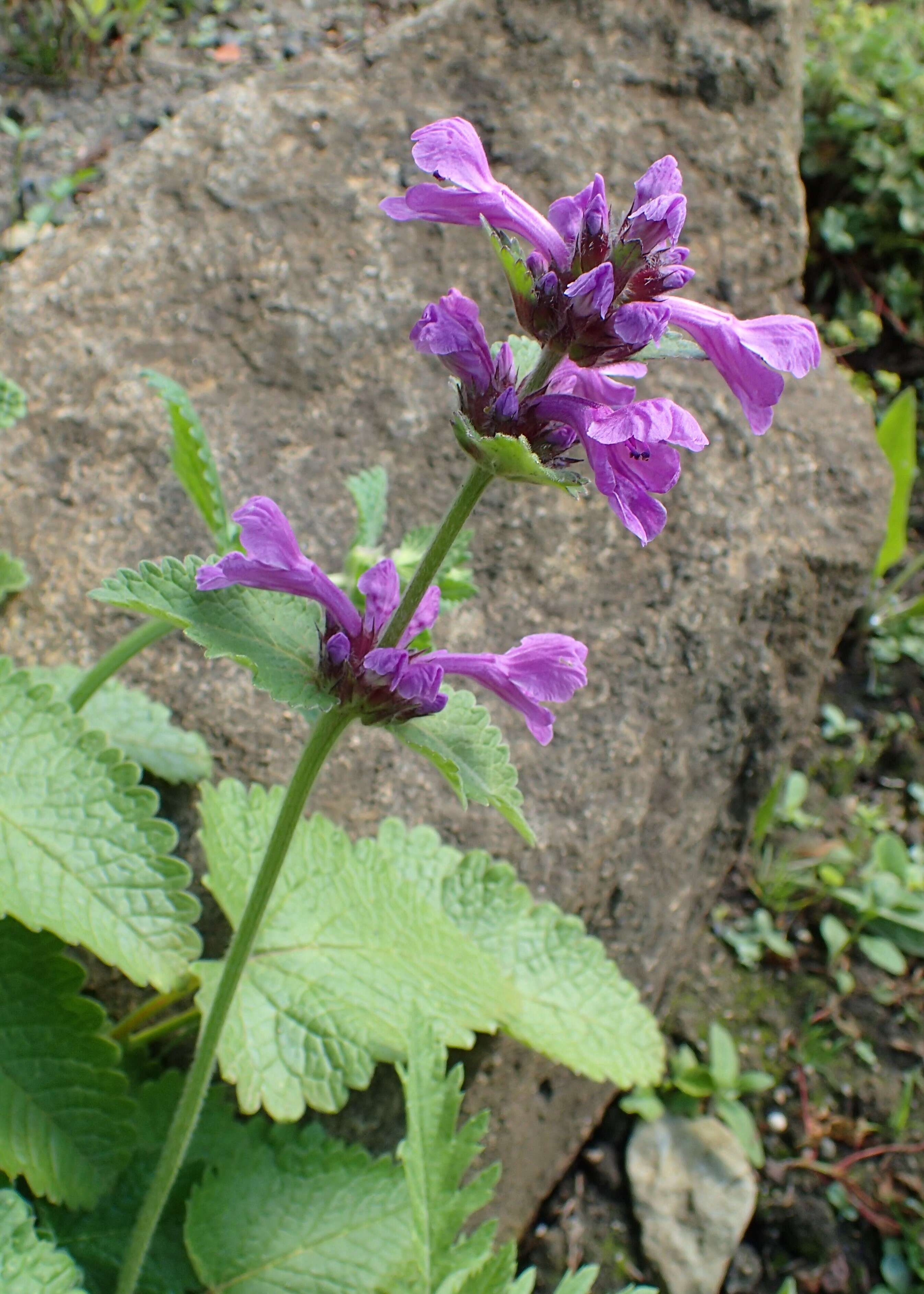 Image de Betonica macrantha K. Koch