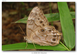 Image of Creole Pearly-eye