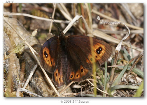 Image of Common Alpine