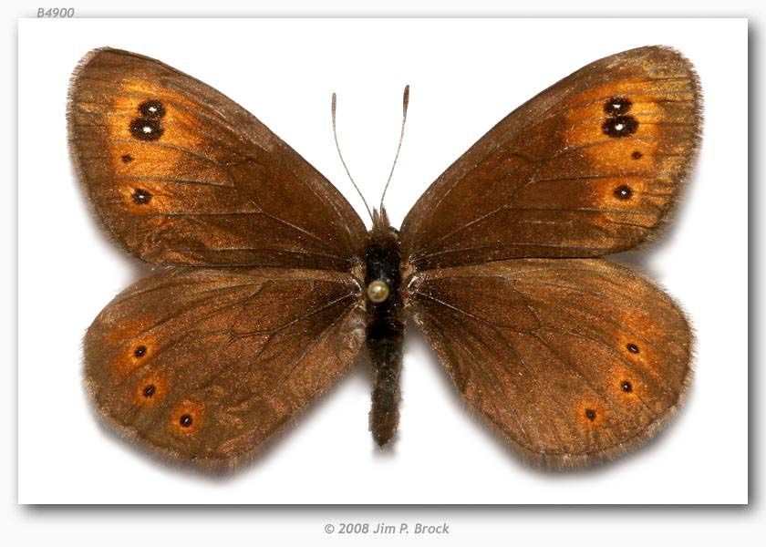 Image of Common Alpine