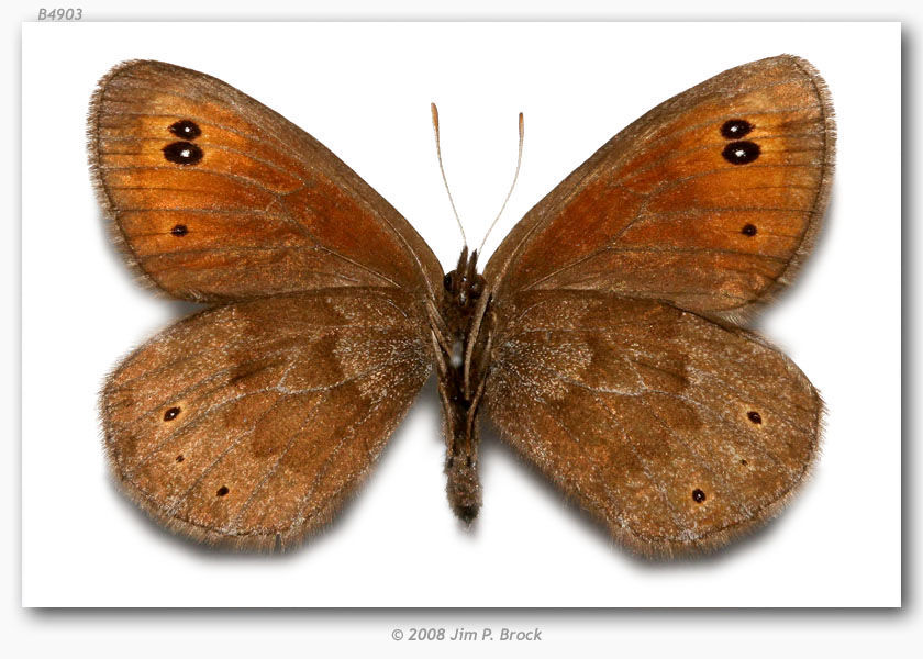 Image of Common Alpine