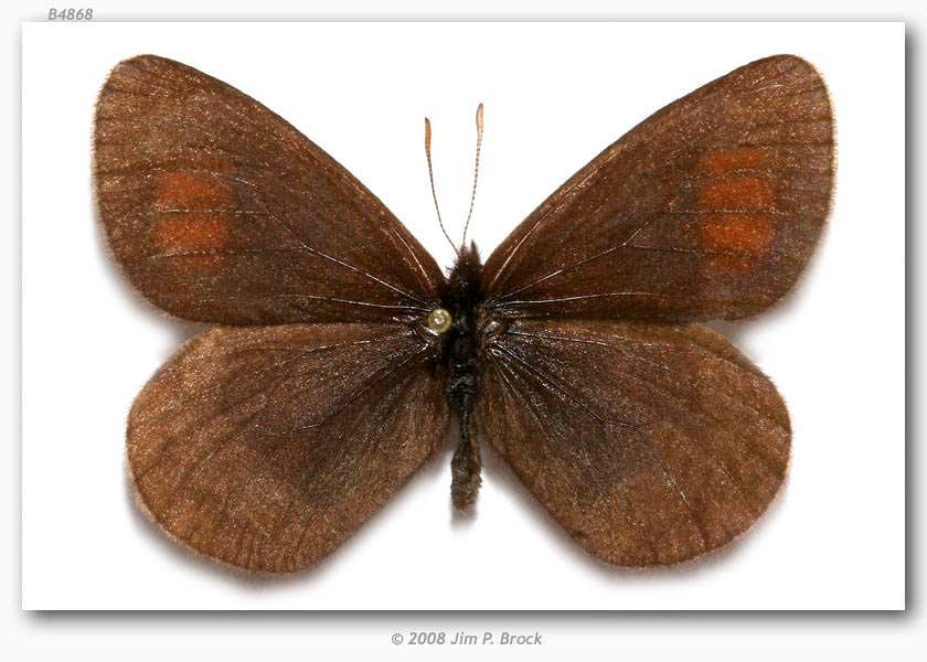 Erebia fasciata Butler 1868 resmi