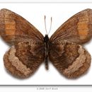 Erebia fasciata Butler 1868 resmi