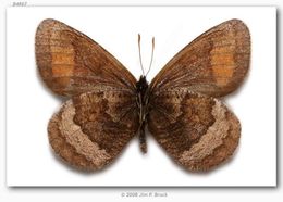 Erebia fasciata Butler 1868 resmi