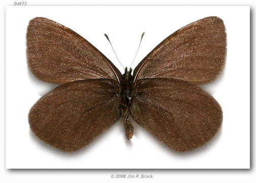 Image de Erebia magdalena Strecker 1880