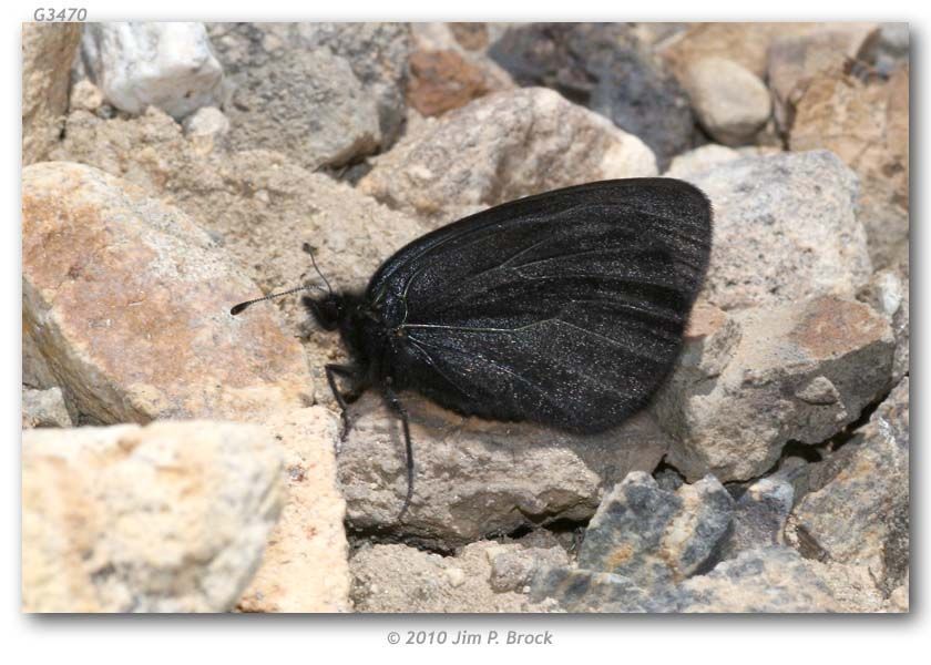 Image de Erebia magdalena Strecker 1880