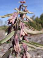 Image of Fritillaria sewerzowii Regel