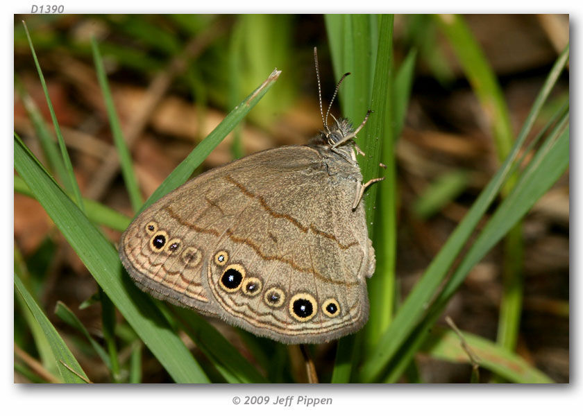 Image of Hermeuptychia