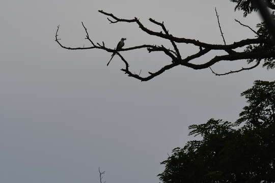 Image of Scissor-tailed Flycatcher