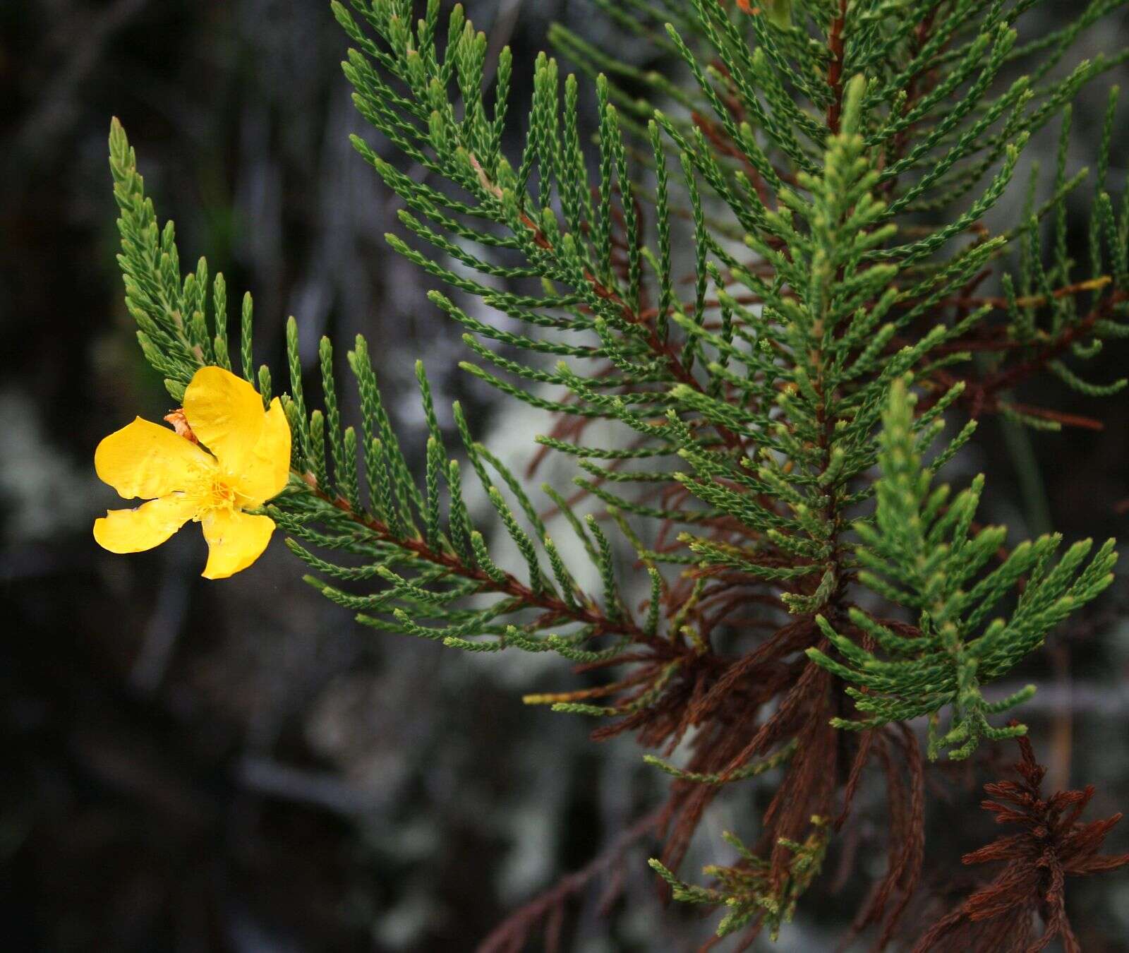 Imagem de Hypericum laricifolium Juss.