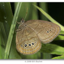 Imagem de <i>Neonympha mitchellii</i>