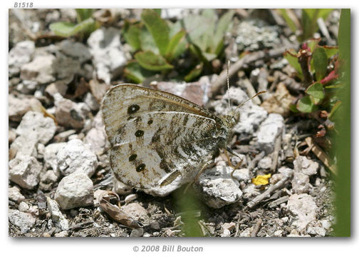 Image of Uhler's Arctic