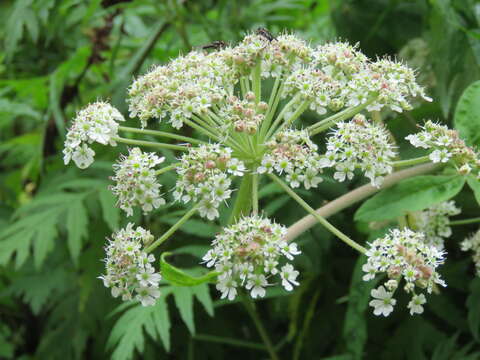 Image of Ligusticopsis