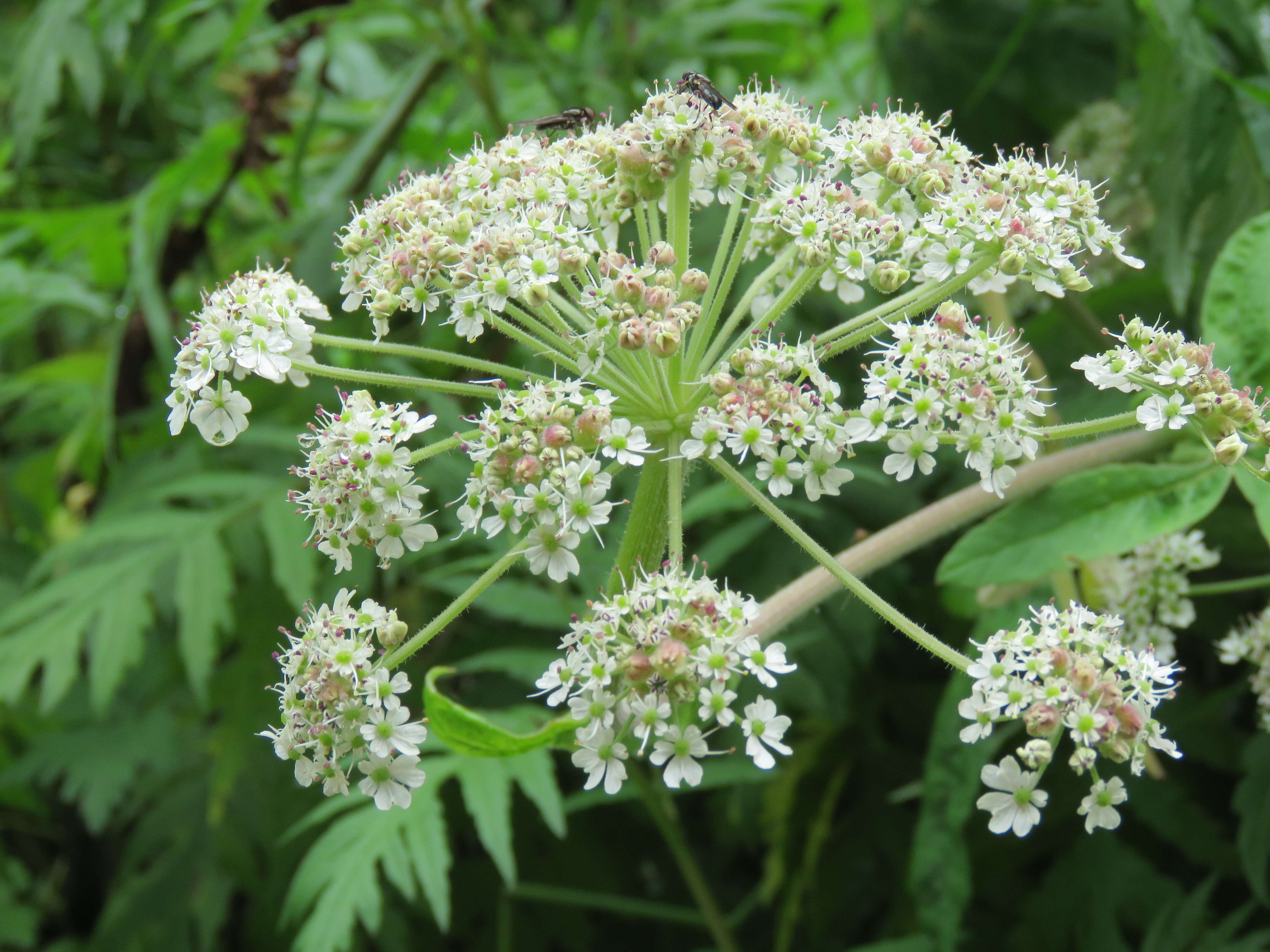 Imagem de Ligusticopsis