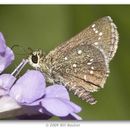 Image of Elissa Roadside-Skipper