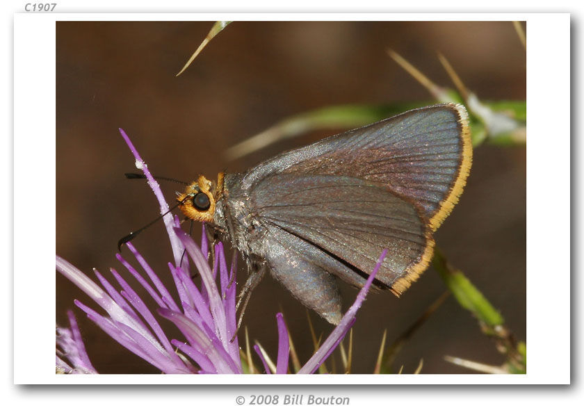 Imagem de <i>Amblyscirtes fimbriata</i>