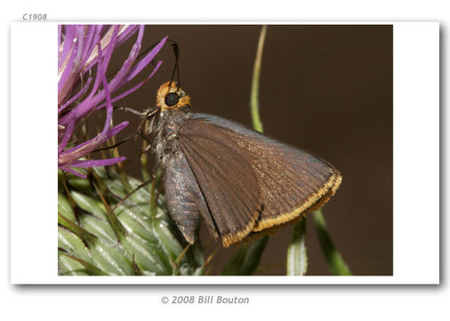 Sivun <i>Amblyscirtes fimbriata</i> kuva