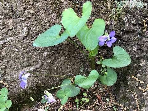 Image of common blue violet