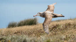 Amsterdam albatrosu resmi