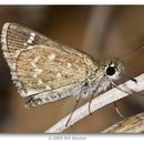 Image of Slaty Roadside-Skipper