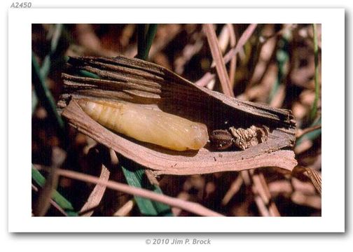 Plancia ëd <i>Amblyscirtes phylace</i> (W. H. Edwards 1878)