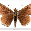 Image of <i>Notamblyscirtes simius</i> (W. H. Edwards 1881)