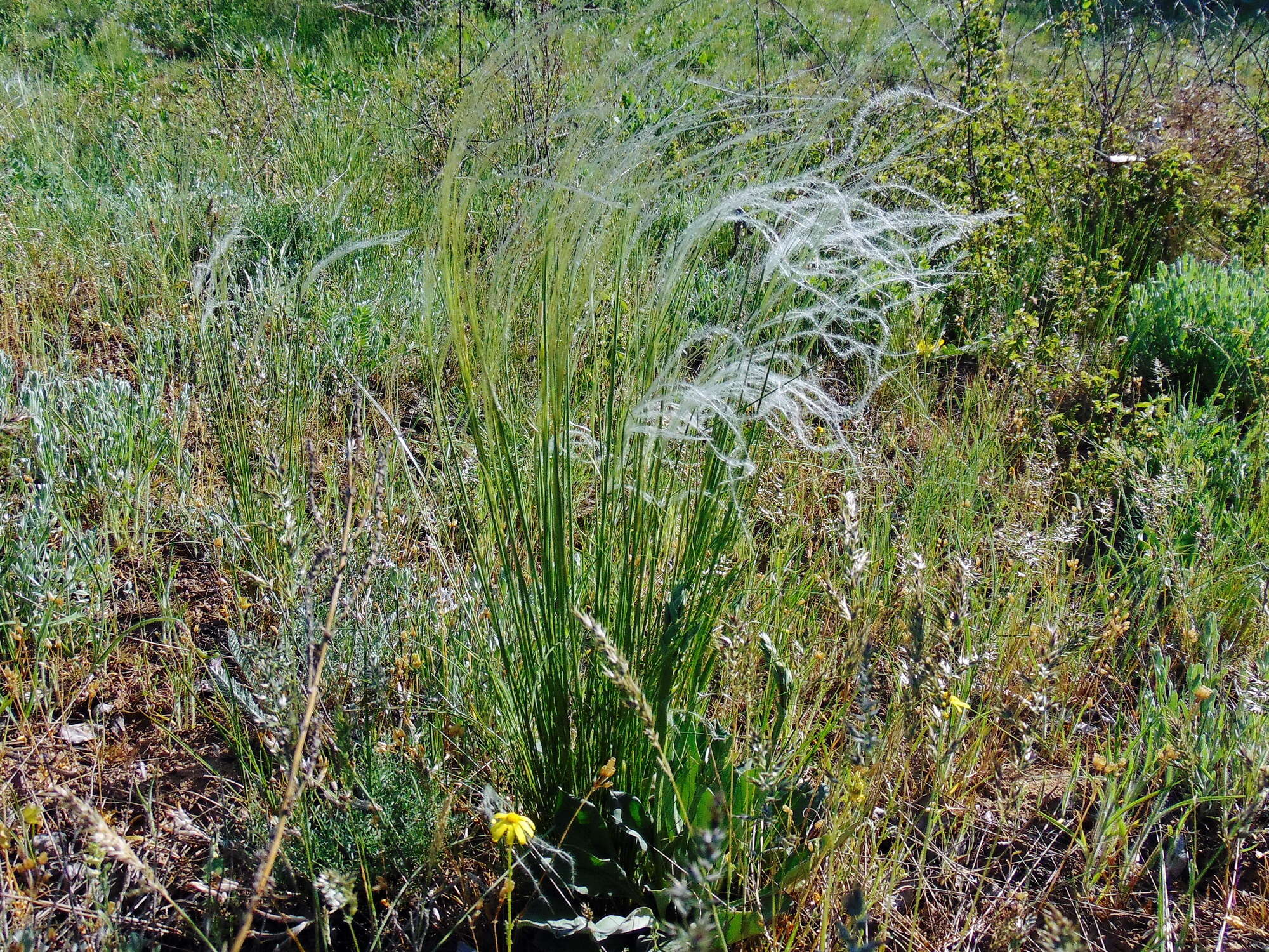 Imagem de Stipa pulcherrima K. Koch