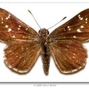 Image of Toltec Roadside-Skipper